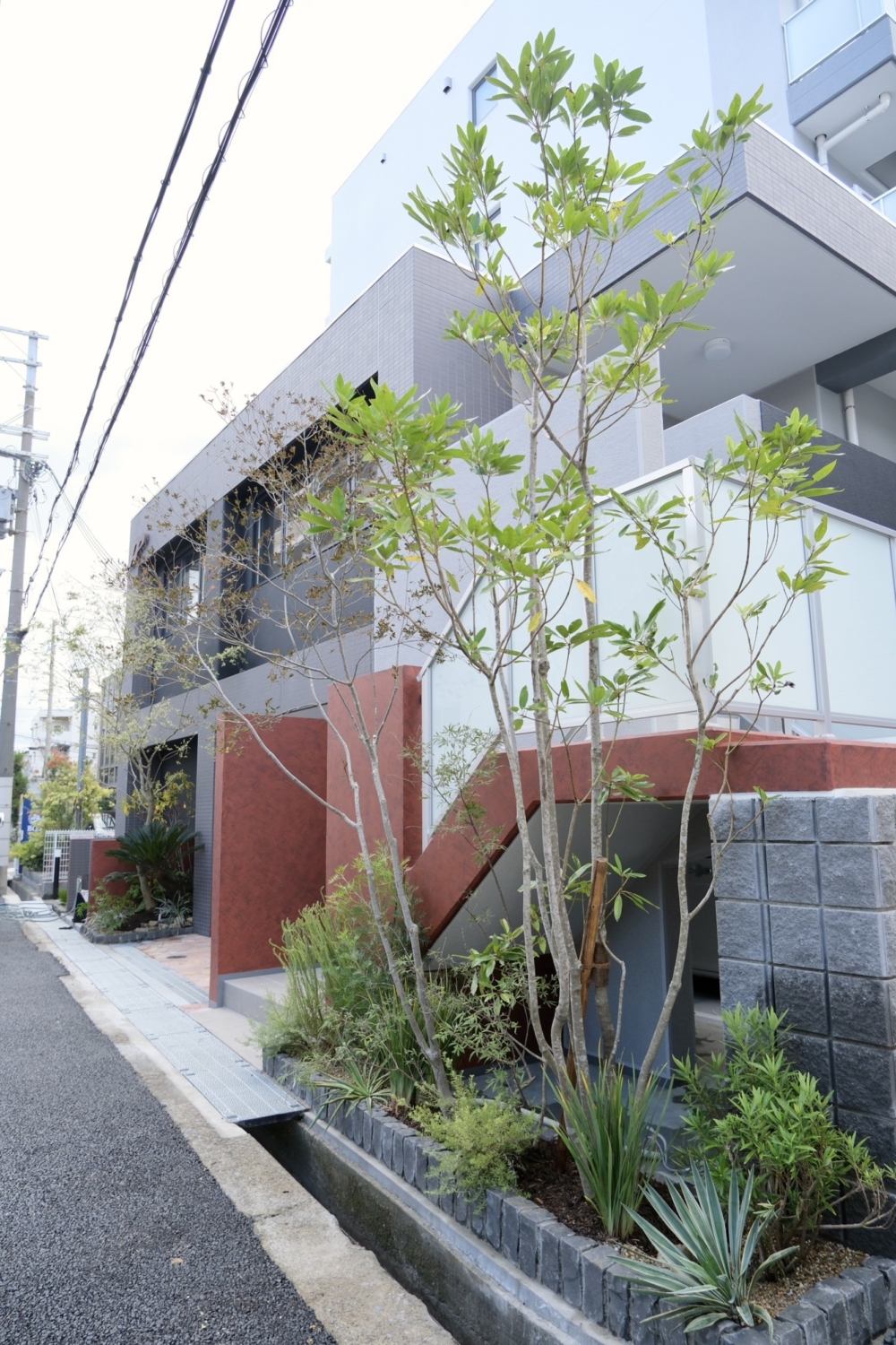 尼崎　オフィス緑化　リューカデンドロン